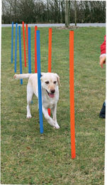 Buntes Agility-Slalomgerät für Hunde – Bild 1 von 1