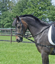 Produktbild von Busse Ausbindezügel Oesen-Elastik für Pony in Schwarz