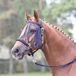Busse Fliegenkordelband VISBY Marine für Ponys – Bild 1 von 2