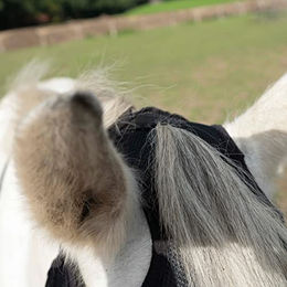 Busse Fliegenmaske Fly Cover PRO Gap für Vollblut mit Ohrenschutz schwarz – Bild 1 von 3