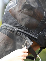 Busse Fliegenmaske Fly Protector für Warmblut in Schwarz – Bild 1 von 9