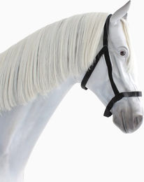 Busse Halfter Weide aus Nylon Schwarz für Ponys – Bild 1 von 3