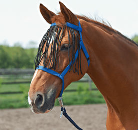 Busse Halfter Weide-Fransen für Ponys in Royalblau – Bild 1 von 3