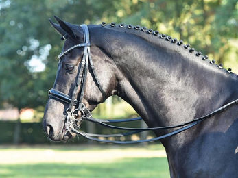 Busse Kandare LUXURY aus Leder für Vollblut in Braun oder Schwarz – Bild 1 von 2