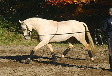 Busse Longierhilfe Cotton aus Baumwolle Größe M – Bild 1 von 3