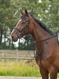 Produktbild von Busse Martingal BASIC-PRO für Warmblut in Schwarz aus Leder - 1 Stk.
