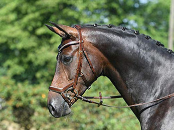 Busse Modena Zaumzeug aus Leder für Warmblut in Braun – Bild 1 von 4