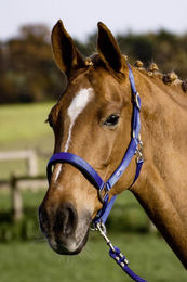 Busse Stallhalfter Solid Soft in Royalblau für Warmblut – Bild 1 von 2