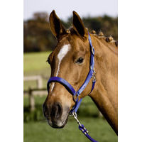 Produktbild von Busse Stallhalfter Solid Soft in Royalblau für Warmblut