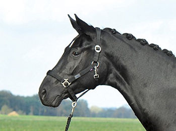 Busse Supreme Halfter für Ponys in Blau oder Schwarz – Bild 1 von 4