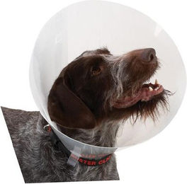 Buster Transparent Classic Halsband Größe 7 – Bild 1 von 2