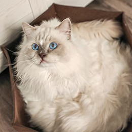 Produktbild von CanadianCat Company Filzlounge AVA Katzenbett L braun