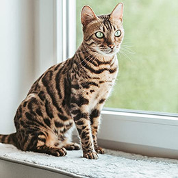Produktbild von CanadianCat Company Katzen Fensterliege mit Plüschbezug Größe L 90x28 cm