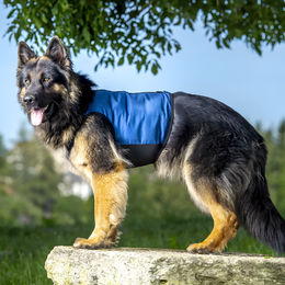 Produktbild von cani.cool Kühlweste PRO für Hunde blau inkl. PCM Packs, Größe: S