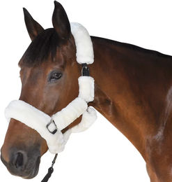 Produktbild von Canter Transporthalfter für Pferde