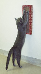 Produktbild von Cat Dancer Wall Scratcher Katzenspielzeug