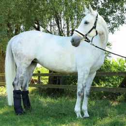 Produktbild von Chevallo® Stallgamaschen ...die clevere Alternative / 1 Paar