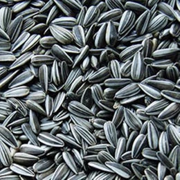 Produktbild von Classic Bird Sonnenblumenkerne gestreift - 20 kg