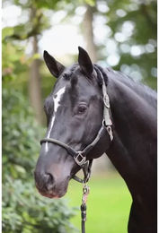 Cob-Halfter Kerbl Cordano Oliv Größe Cob – Bild 1 von 7