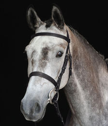 Collegiate Hunt Cavesson IV Snaffle Zaumzeug Cob – Bild 1 von 4