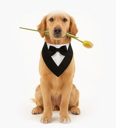 Corimori Hundekostüm Elegantes Smoking-Kostüm für Hund & Katze, Fotoshooting – Bild 1 von 7