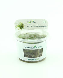 Produktbild von Cryptocoryne crispatula In-Vitro