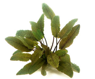 Produktbild von Cryptocoryne wendtii 'braun' Topf