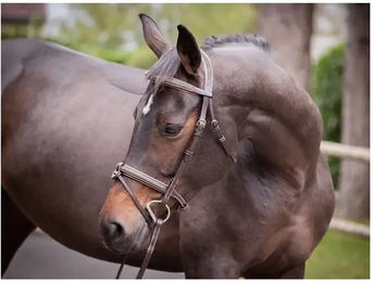 Produktbild von Crystal Trensen Jump'In Collection Week