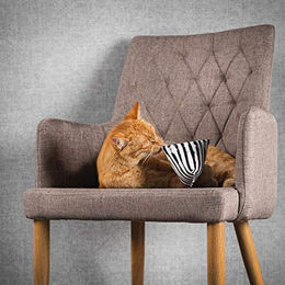 CanadianCat Company Schmusekissen Pyramide XL Zig-Zag mit Katzenminze für Katzen - 1 Stk. – Bild 1 von 6