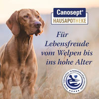 Produktbild von Canosept Gelenktabletten für Hunde mit Grünlippmuschel, Glucosamin und Kollagen 20 Stück
