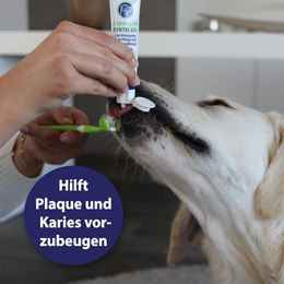Canosept Zahnpasta Dental Gel für Hunde ohne Zucker 100g - 100 g – Bild 1 von 7
