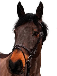 Canter Club Leder Reittrense für Ponys in Schwarz oder Braun – Bild 1 von 1