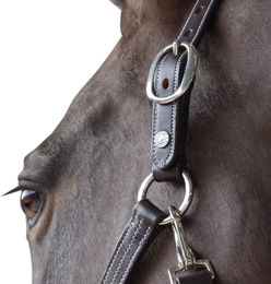 Canter Gepolstertes Lederhalfter Schwarz – Bild 1 von 1