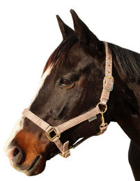 Canter Malibu Halfter für Pferde – Bild 1 von 1