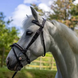 Produktbild von Canter Mylord Leder Reittrense für Pferde und Ponys in Braun oder Schwarz