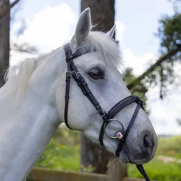 Produktbild von Canter Mylord Reittrense aus Leder für Vollblut Pferde in Braun oder Schwarz