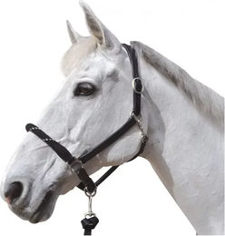 Canter Strickhalfter für Pferde in Schwarz – Bild 1 von 2