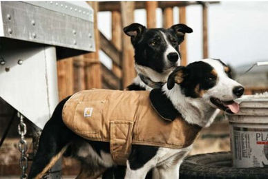Carhartt Hundemantel Chore Coat Braun Größe M wasserabweisend – Bild 1 von 3