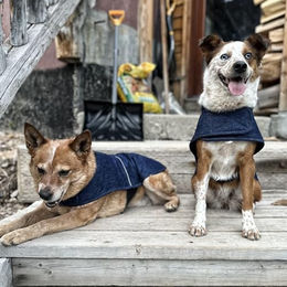 Produktbild von Carhartt Hundemantel Firm Duck Canvas Blau Größe L wasserabweisend und isoliert