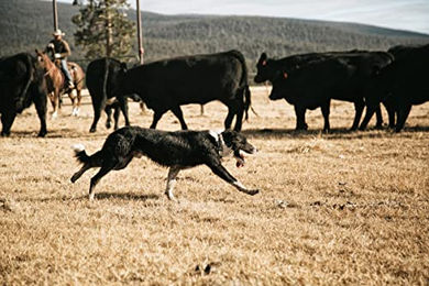 Produktbild von Carhartt Pet Hundegurtband gestreift wasserabweisend mit reflektierenden Nähten Größe L - 1 Stk.