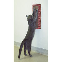 Produktbild von Cat Dancer Wall Scratcher Katzenspielzeug Kratzmatte aus Pappe in Rot