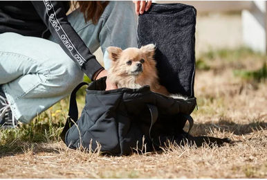 Catago Gesteppte Hundetragetasche Schwarz aus Polyester für kleine Hunde – Bild 1 von 7