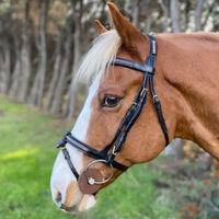 Produktbild von Cavaletti Goldy Zaumzeug für Pferde mit kombiniertem Nasenriemen und abnehmbarem Nasenband in Schwarz-Gold