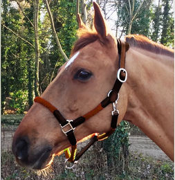 Produktbild von Cavaletti Tara Lederhalfter und Seil für Pferde in Braun