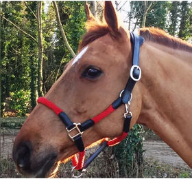Produktbild von Cavaletti Tara Lederhalfter und Seil für Pferde in Schwarz oder Rot