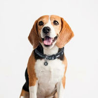 Produktbild von CERDÁ LIFE'S LITTLE MOMENTS Star Wars Hundehalsband aus Nylon für Welpen und kleine Hunde XS - 1 Stk.
