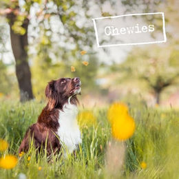 Chewies Büffelhorn Naturkauartikel für Hunde Kleine Rassen Hypoallergen Monoprotein Größe S 60g - 60 g – Bild 1 von 2