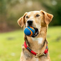 Produktbild von Chuckit! Hundespielzeug Ultra Squeaker Gummiball Blau Größe M 2er Pack - 1 Stk.