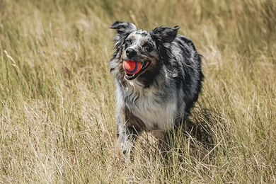 Chuckit! Ultra Ball Hundespielzeug aus Naturkautschuk Größe M Multicolor - 1 Stk. – Bild 1 von 10