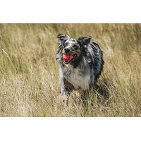 Produktbild von Chuckit! Ultra Ball Hundespielzeug aus Naturkautschuk Größe M Multicolor - 1 Stk.